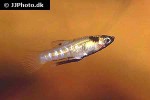 girardinus metallicus girardinus metallicus