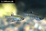 girardinus metallicus girardinus metallicus