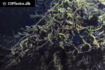 girardinus metallicus girardinus metallicus
