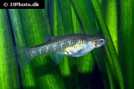 girardinus metallicus girardinus metallicus