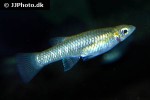 girardinus metallicus girardinus metallicus