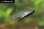 girardinus metallicus girardinus metallicus