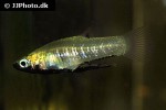 girardinus metallicus girardinus metallicus