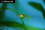 girardinus metallicus girardinus metallicus