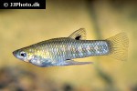 girardinus metallicus girardinus metallicus