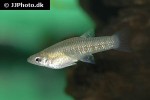 girardinus metallicus girardinus metallicus