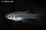 girardinus metallicus girardinus metallicus