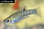 girardinus metallicus girardinus metallicus
