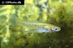 girardinus uninotatus girardinus uninotatus
