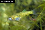 girardinus uninotatus girardinus uninotatus