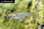 girardinus uninotatus girardinus uninotatus