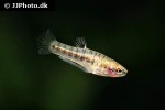 heterandria formosa heterandria formosa