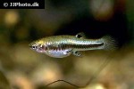 heterandria formosa heterandria formosa
