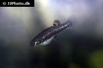 heterandria formosa heterandria formosa