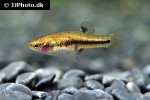 heterandria formosa heterandria formosa