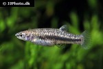 heterandria formosa heterandria formosa