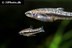 heterandria formosa heterandria formosa