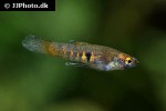neoheterandria elegans neoheterandria elegans