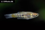 neoheterandria elegans neoheterandria elegans