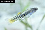 neoheterandria elegans neoheterandria elegans