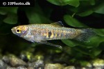 neoheterandria elegans neoheterandria elegans