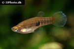 neoheterandria elegans neoheterandria elegans