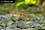 neoheterandria elegans neoheterandria elegans