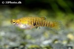 neoheterandria elegans neoheterandria elegans