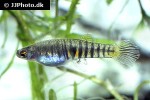 neoheterandria elegans neoheterandria elegans