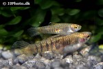 neoheterandria elegans neoheterandria elegans