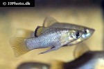 phallichthys amates phallichthys amates