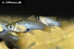 phallichthys amates phallichthys amates