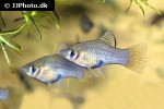 phallichthys amates phallichthys amates