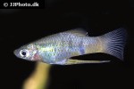 phallichthys fairweatheri phallichthys fairweatheri