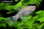 phallichthys quadripunctatus phallichthys quadripunctatus