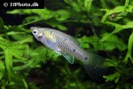 phallichthys quadripunctatus phallichthys quadripunctatus