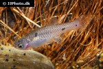 phallichthys quadripunctatus phallichthys quadripunctatus