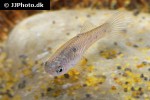 phallichthys quadripunctatus phallichthys quadripunctatus