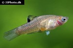 phallichthys tico phallichthys tico