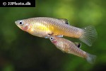 phallichthys tico phallichthys tico