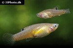 phallichthys tico phallichthys tico