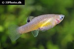 phallichthys tico phallichthys tico