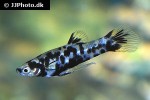 phalloceros caudimaculatus phalloceros caudimaculatus