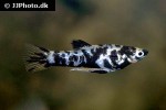 phalloceros caudimaculatus phalloceros caudimaculatus