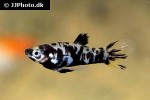 phalloceros caudimaculatus phalloceros caudimaculatus