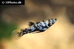 phalloceros caudimaculatus phalloceros caudimaculatus