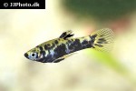 phalloceros caudimaculatus phalloceros caudimaculatus