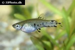 phalloceros caudimaculatus phalloceros caudimaculatus