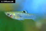 poecilia caucana poecilia caucana