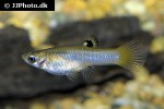 poecilia caucana poecilia caucana